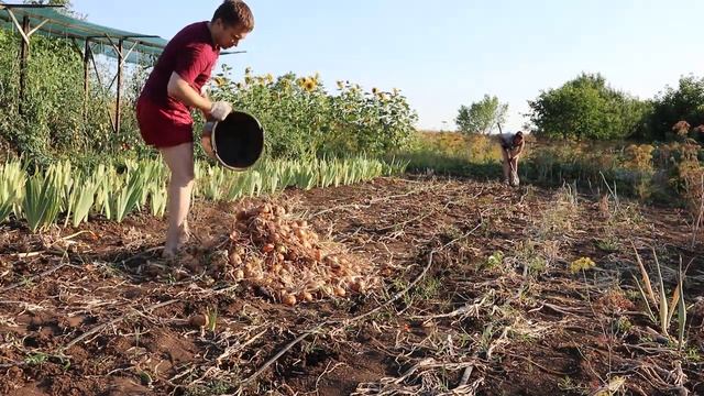 УБОРКА ЛУКА 2022. ЛУКОВАЯ МУХА смотреть онлайн