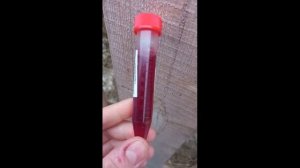 Тест на беременность коровы. Делаю тест на беременность КРС.