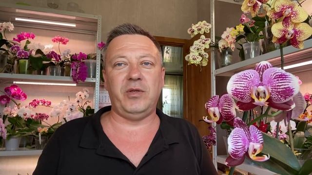 ОРХИДЕИ самые НЕ КАПРИЗНЫЕ СОРТА и формирую ли ЦВЕТОНОСЫ у орхидей смотреть онлайн