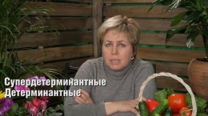 Сорта томатов для теплиц ?  Среднерослые томаты