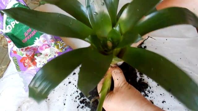 Семейство бромелиевые  пересадка и размножение Вриезия Тилландсия
