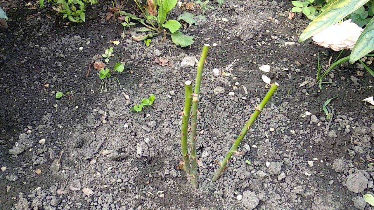 Жизнь саженца. #3 смотреть онлайн