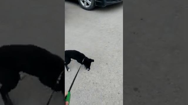 VID девочка.Ищет дом.Уфа. смотреть онлайн