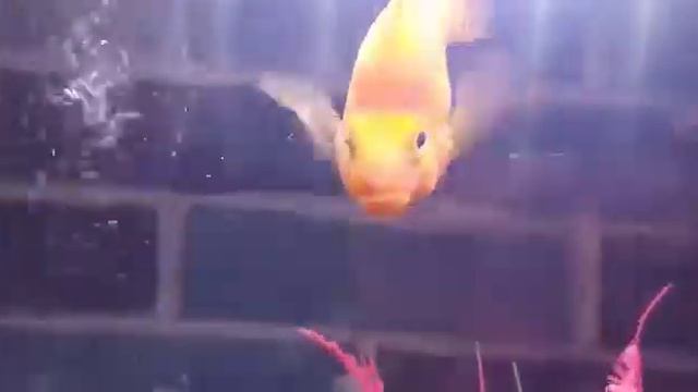 My parrot fish enjoy Aquarium смотреть онлайн