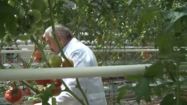 Применение ловушек в закрытом грунте.mp4 смотреть онлайн