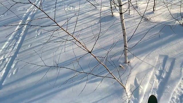 Тетерев зимой, поиск лунок смотреть онлайн