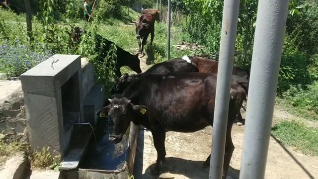 ДЕРЕВЕНСКИЙ ВЛОГ?ДОМАШНИЙ ГОРОХ?ГОТОВЛЮ СТАЛИЧНЫЙ САЛАТ? смотреть онлайн