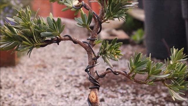 Podocarpus bonsai tree pruning, repotting and wiring April 2019 смотреть онлайн