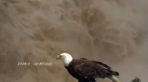 Беркут. Орёл. Полёт. Хищная птица