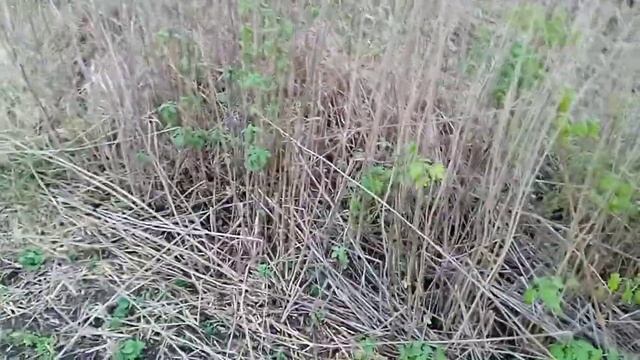 КОП С МЕТАЛОИСКАТЕЛЕМ МД-4030 НА ЛУГАХ И ФЕРМЕ ПО ВЫБИТЫМ МЕСТАМ, РЕЗУЛЬТАТ ОГОРЧИТЕЛЬНЫЙ? смотреть онлайн