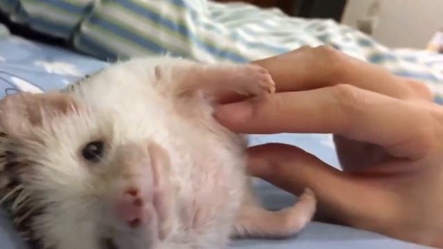 10 фактов о ёжиках которых вы не знали смотреть онлайн