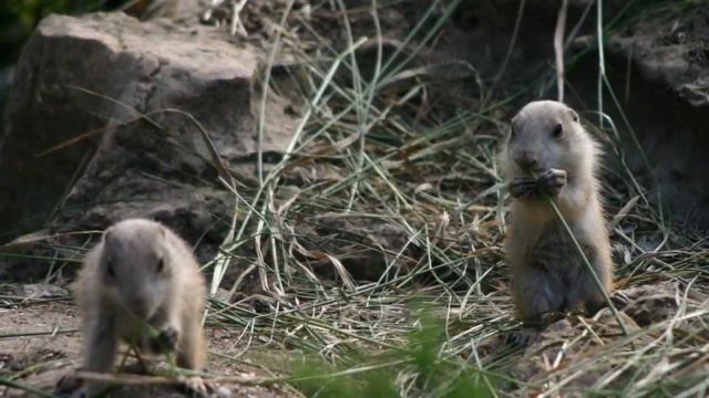 Луговые собачки из Сафари смотреть онлайн