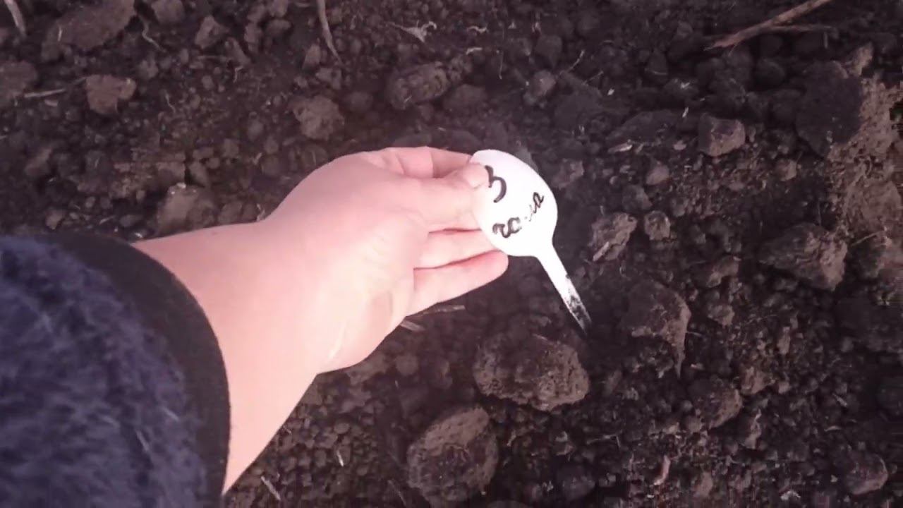 эксперимент со спорышем провалился. делюсь неудачным опытом. смотреть онлайн