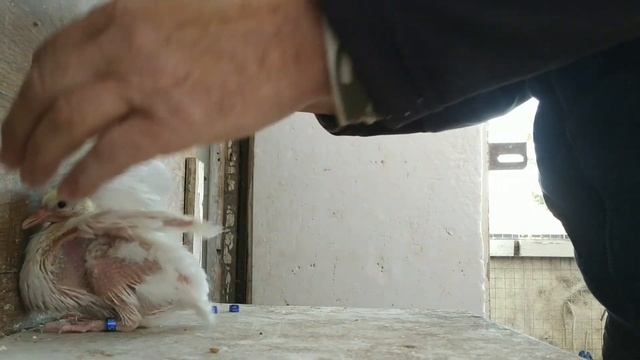 Бакинские голуби ? Кольцевание голубей смотреть онлайн