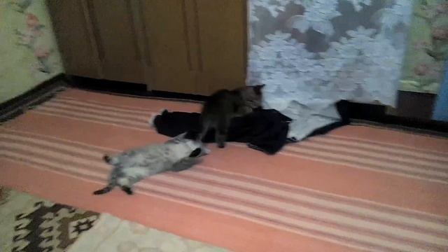 Кошачье дзюдо удушающий прием коты kittens funny game смотреть онлайн