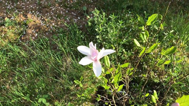 Magnolia de Soulange 'Soulangeana Pinkie' En territoire conquis. смотреть онлайн