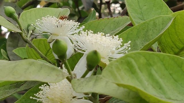 Cross Pollination смотреть онлайн