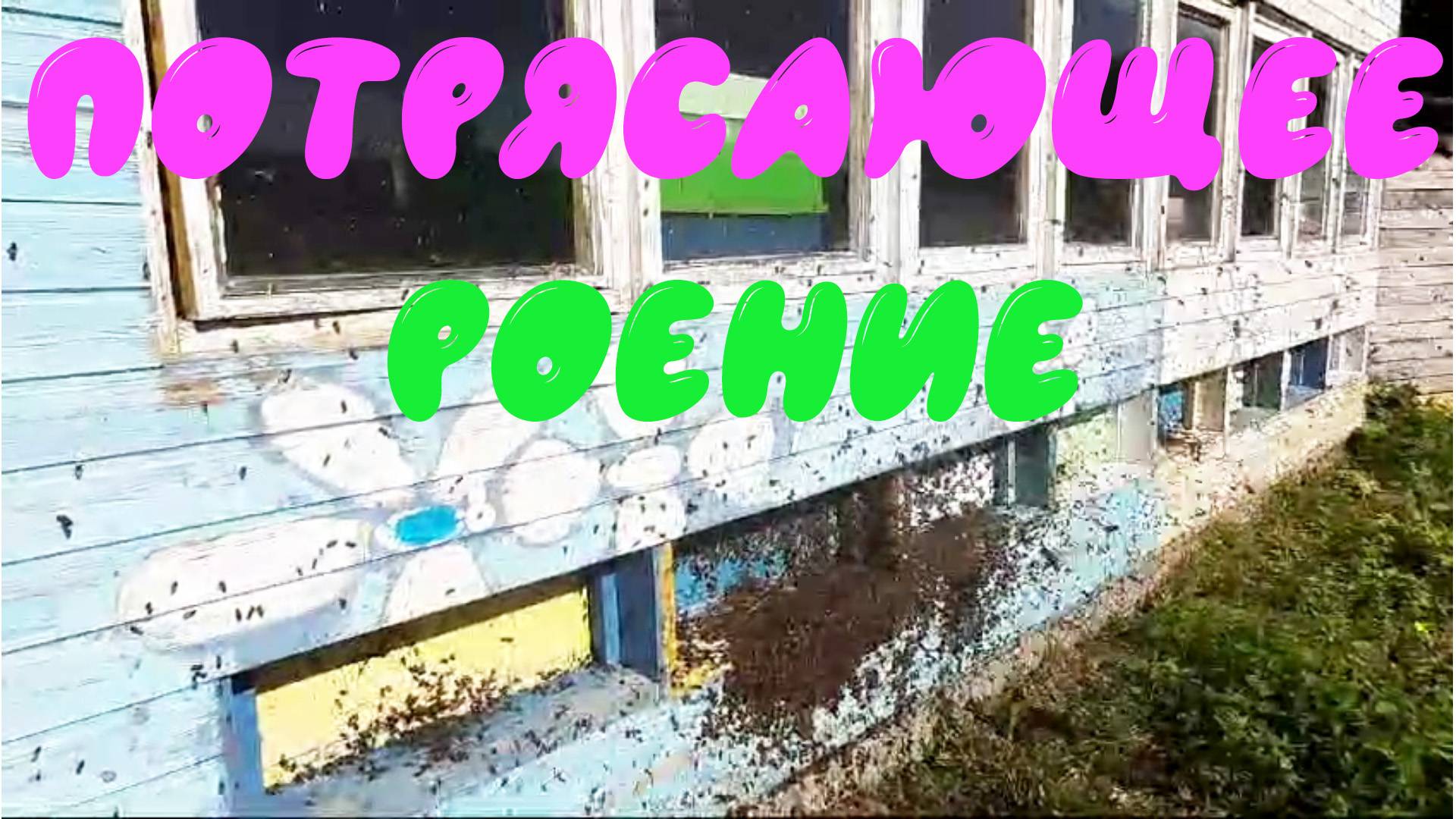 Как может выглядеть роение на пасеке смотреть онлайн