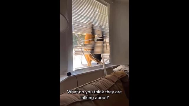 Funniest Cats And Dogs Videos 😁 - Best Funny Animal Videos 2024 🥰#7 смотреть онлайн