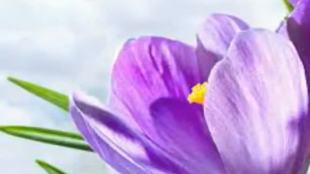 Lavender song смотреть онлайн