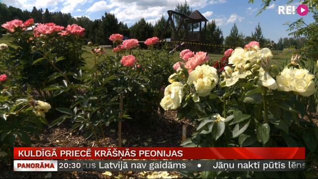 Kuldīgā priecē krāšņās peonijas смотреть онлайн