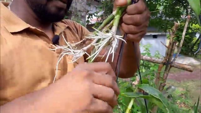 How To Grow Orchids ඕකිඩ්වල මල් හැදෙන්නෙ නැද්ද ? නිවැරදිව පැල සිටවමු. Orchid Wagawa