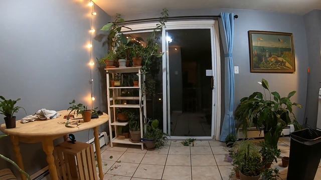 Preparing My Indoor Plants for Winter Timelapse смотреть онлайн
