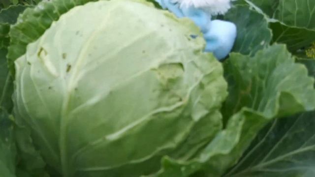 Изучаем овощи с детьми. Огород на даче. смотреть онлайн