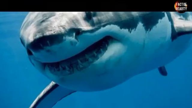 Tiger shark vs python | python Vs shark | fact of reality. смотреть онлайн