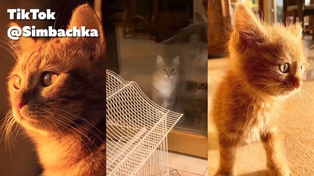 СБОРКА МИЛЫХ ДЕТСКИХ ВИДЕО ОТ СИМБОЧКИ :3 (TIKTOK) смотреть онлайн