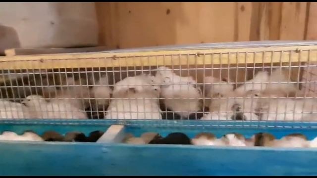 Как избавиться от куриного клеща смотреть онлайн