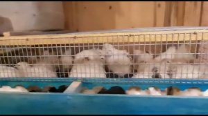 Как избавиться от куриного клеща
