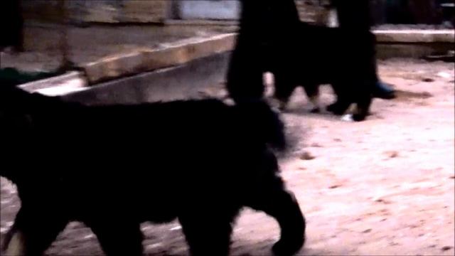 Кавказские движения смотреть онлайн