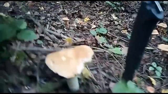 Поход за грибами. смотреть онлайн