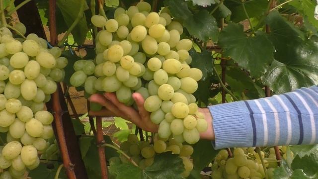 Лучшие столовые сорта винограда для средней полосы. Урожай 2019 смотреть онлайн