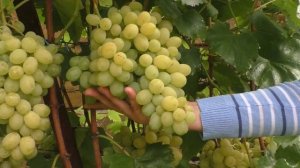 Лучшие столовые сорта винограда для средней полосы. Урожай 2019