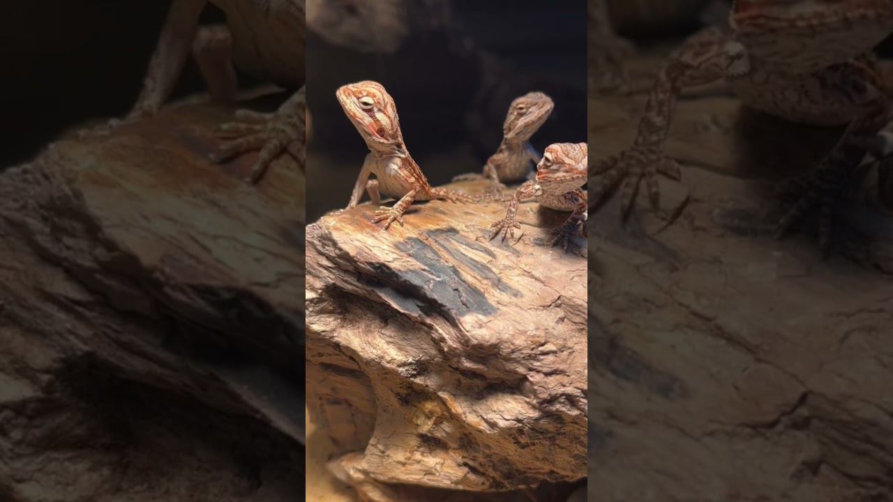 Агама бородатая в супермаркете «Аква Лого Сокол» #агама смотреть онлайн