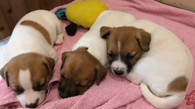 10 фактов о русской охотничий спаниели и Джек рассела терьера смотреть онлайн