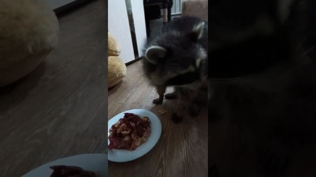Витя,Егорка и Ракель #ямыилюша #помощьбездомнымживотным #raccoon #анапа #reels #море #енотики #юмор смотреть онлайн