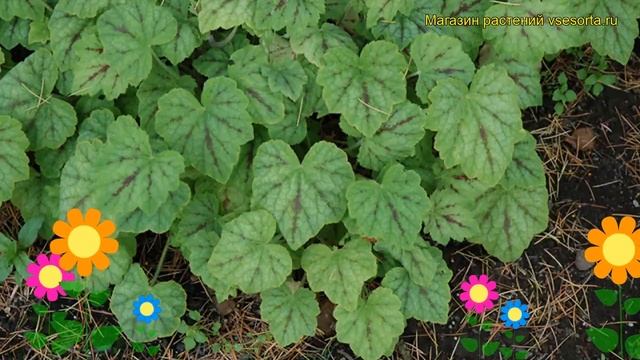 Гейхерелла Глаcиер Фоллс. Краткий обзор, описание характеристик Heucherella Glacier Falls