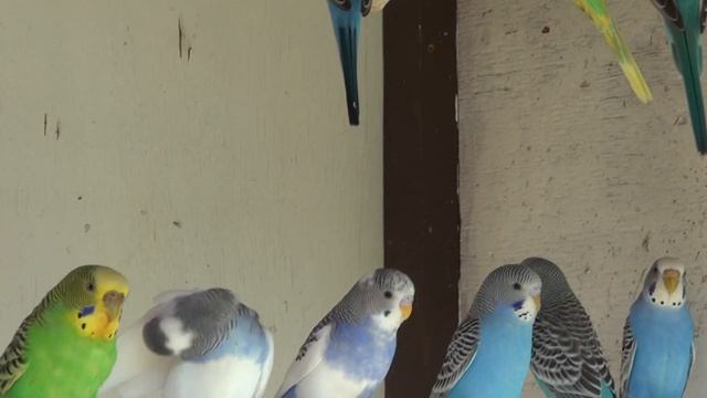 Размножение волнистых попугаев. смотреть онлайн