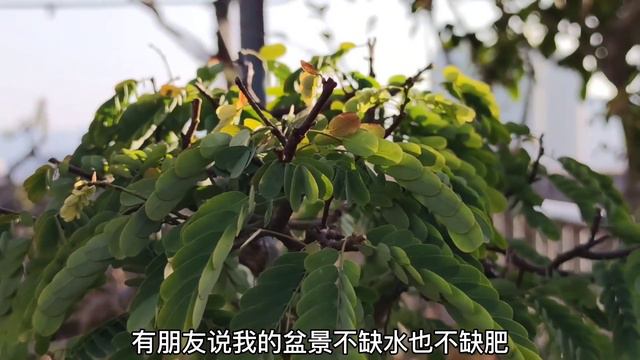 How to prevent bonsai from freezing and root rotten in winter冬に盆栽が凍ったり根が腐ったりするのを防ぐ方法冬季盆景如何防凍，防止爛根 смотреть онлайн