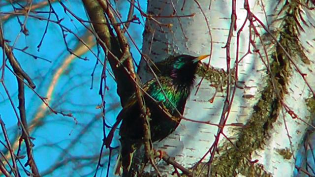 Скворцы прилетели Starlings flew смотреть онлайн