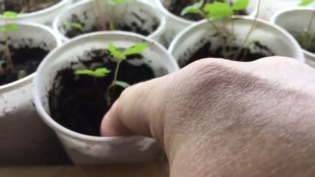 Стеллаж для рассады. Выращивание мелкоплодной земляники. После пикировки. Советы! смотреть онлайн