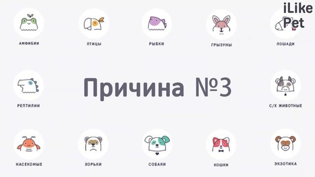 4 причины завести носуху на ilikepet смотреть онлайн
