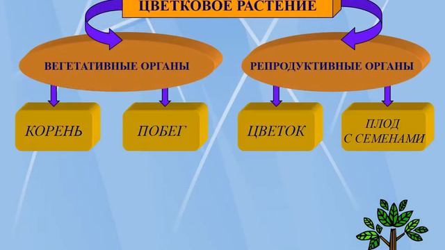Органы цветкового растения Корень1 смотреть онлайн