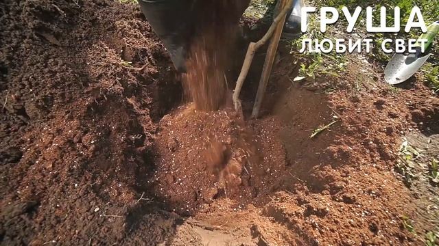 Как посадить грушу? Правильная посадка саженцев груши
