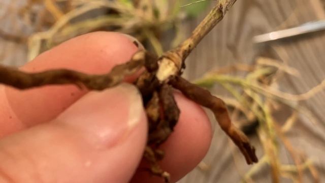 Removing and Potting Cattleya Keikis l Potting Two Dendrobiums смотреть онлайн