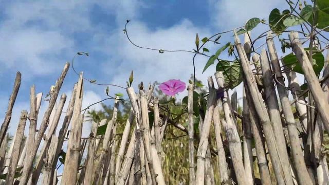 Manto de la Virgen "Ipomoea purpurea" REINO VEGETAL смотреть онлайн