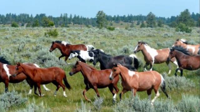 Horse in the Wind - Eugenio Lo Gullo. смотреть онлайн